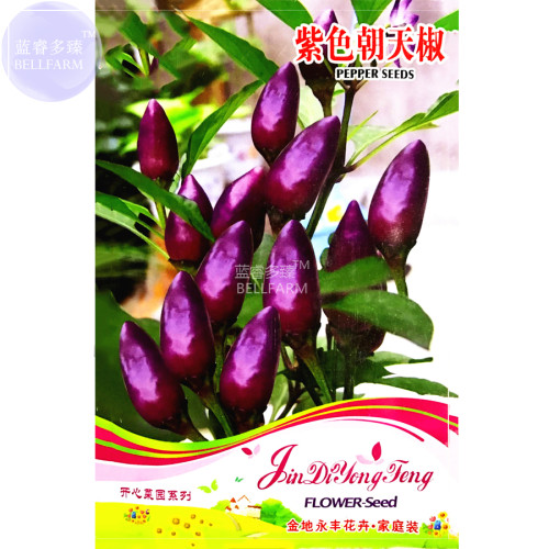 BELLFARM Pod Pepper Dark Purple Chile Vegetables Seeds, 25 Seeds, original pack, ornamental hot bonsai red cluster pepper E4308