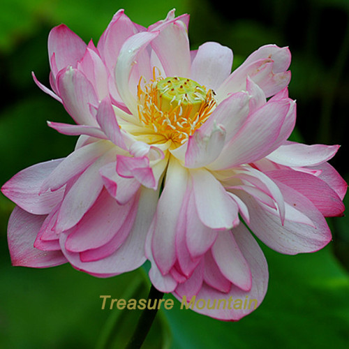 1 Professional Pack, 1 seeds / pack, Tassels Luxury Nelumbo Nucifera Lotus Flower Pond Plant Seed #NF324