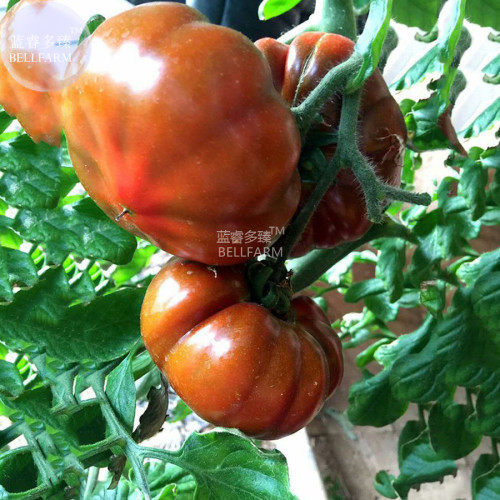 BELLFARM Chocolate Ruffled Tomato Seeds, 100 Seeds, Professional pack, giant organic tasty garden vegetables BD140H