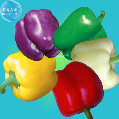 BELLFARM Mixed Bell Pepper Seeds, Professional pack, 100 Seeds, red green yellow white purple sweet pepper BD127H