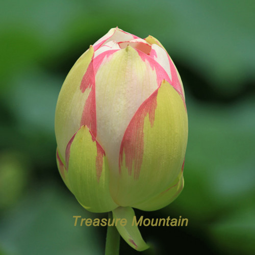 1 Professional Pack, 1 seeds / pack, White Nelumbo Nucifera Lotus Flower w/ Red Edge Hybrid Pond Plant Seed #NF325