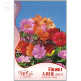 Sunflower Potted Portulaca Grandiflora Seeds, Original Pack, 220 seeds, improve the environment light up your garden IWSA055