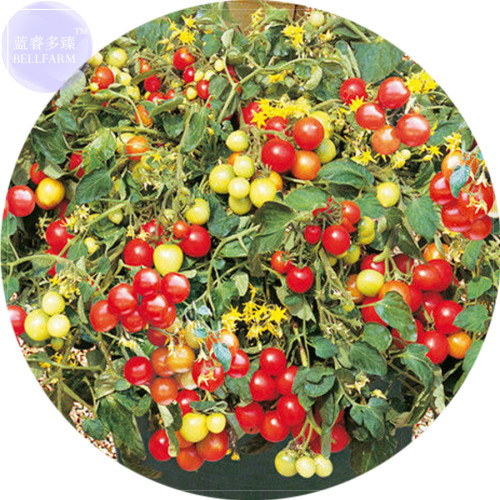 BELLFARM Tumbling Red Yellow Tomato Seeds, 100 Seeds, tasty juicy intersting bonsai cherry fruits E4172