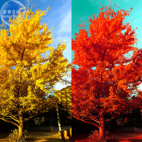 BELLFARM Rare Euro Yellow Ginkgo African Red Ginkgo Mixed Tree Seeds, 5 Seeds / Pack, Very Beautiful Garden Plants E3447