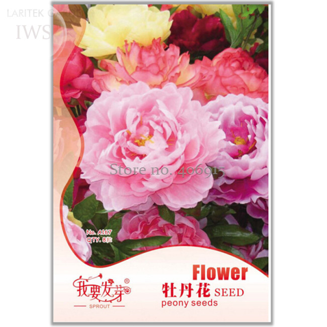 Red Peony Paeonia Suffruticosa The King Of Flowers, Original pack, 8 Seeds, perennial potted plant light up your garden IWSA167