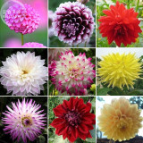 BELLFARM Dahlia Mixed 9 Types Perennial Flower Seeds, 100 seeds, pink bi-color red yellow dark red orange for home garden