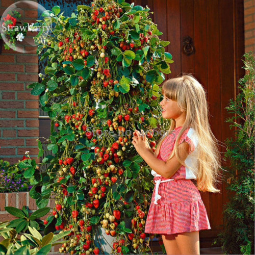 Imported Japanese Red Climbing Strawberry, 200 Seeds, sweet  indeterminate fruits E3574