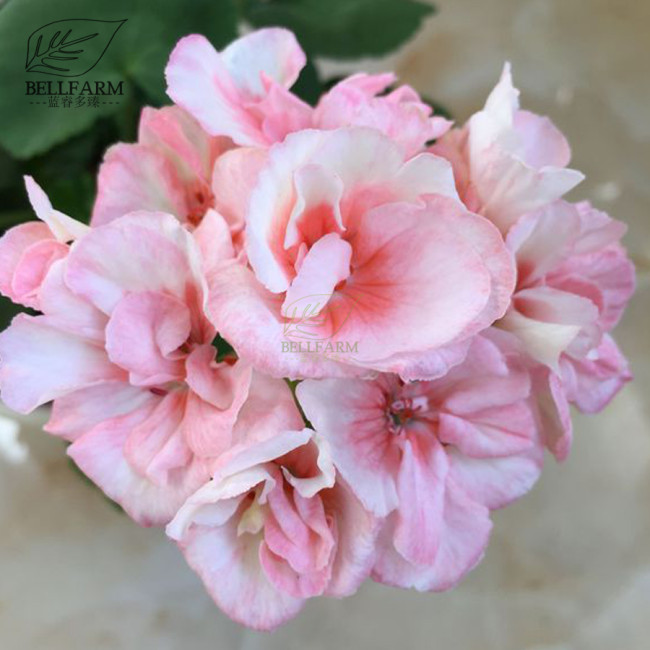 BELLFARM Geranium Peach Pink Light Color Ball-types Bonsai Flowers, 10pcs Seeds Heirloom Sweet Pelargonium hortorum Garden
