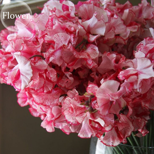 Red Ripple Petunia Annual Flowers, 100 seeds, rare flowers E3775