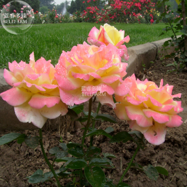 BELLFARM Rose Light Rose Pink Golden Petals Flower Seeds, 50 seeds, professional pack, big blooms multi-petalled fragrant flower