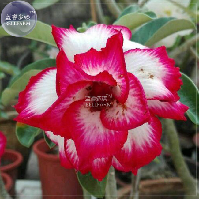 BELLFARM Adenium White Petals Rose Red Edge Flower Seeds, 2 seeds, professional pack, 3-layer desert rose big blooms