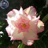 BELLFARM Adenium Light Whitish Pink Petals Light Pink edge Flower Seeds, 2 seeds, 4-layer big flowers desert rose bonsai E4292