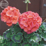 BELLFARM Geranium Bright & Coral-orange Flowers Seeds, 10 seeds, big blooms home garden flowers