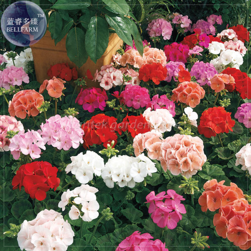 BELLFARM Geranium 'Great Fortunes' Mixed Seeds, Professional Pack, 10 Seeds, orange red rose pink rose red white khahki E4219