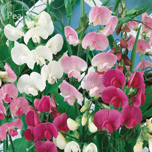 Heirloom Mixed Latifolius Sweet Pea, 8 Seeds, perennial plant E3572