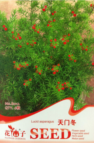 1 Original Pack, 6 seeds / pack, Lucid Asparagus Chinese Herbs Seeds #E012