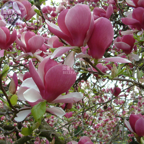 BELLFARM Yulan Magnolia Seeds Purple Tree Flower Seeds, 10 seeds, hybrid strong fragrant flowers BD125H