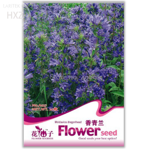 Beautiful Dracocephalum Moldavica Flower Seeds, 20 seeds, easy to grow mountain mint can cooking pot seeds A127