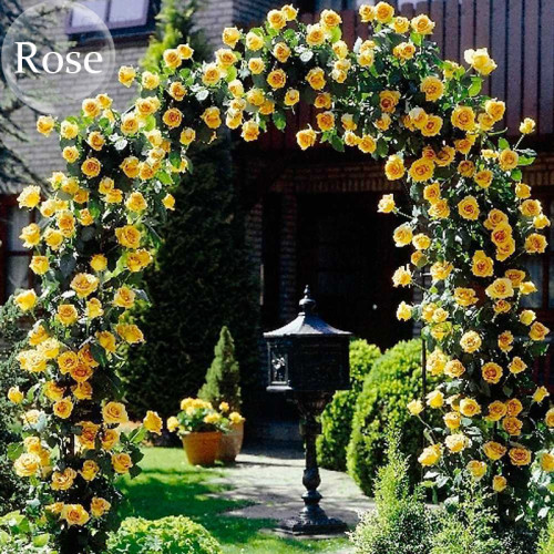 Heirloom Big Blooming Yellow Turbine-like Climbing Rose, 50 seeds, easy to grow E3945