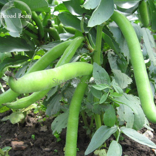 Heirloom Vicia faba Dwarf Broad Bean, 5 Seeds, healthy green organic vegetables E3901