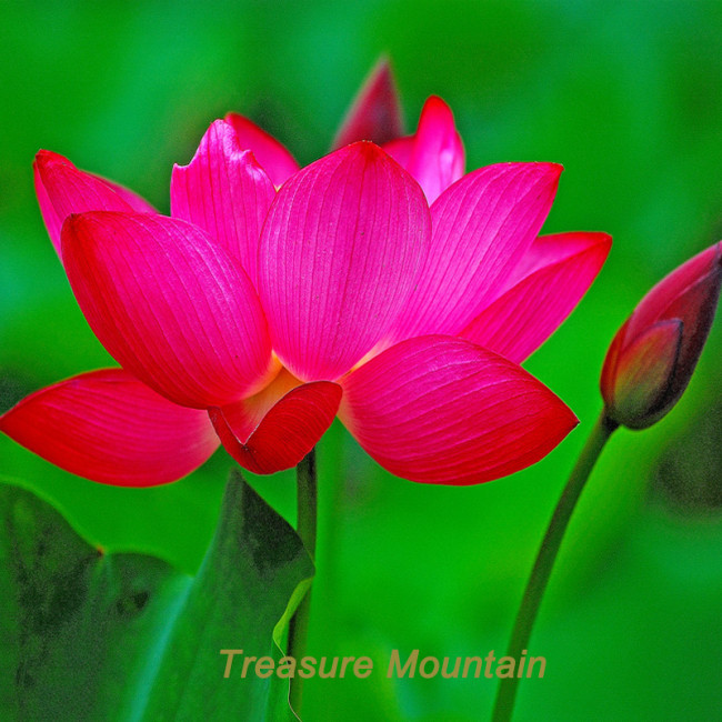 1 Professional Pack, 1 seed / pack, Purely Red Nelumbo Nucifera China Beautiful Lotus Pad Flower Pond Seeds #NF168