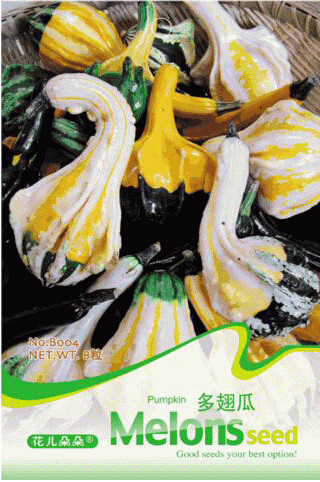 1 Original Pack, approx 8 Seeds / Pack, Bi-colored Ornamental Pumpkin with Five Pairs Edges Cucurbita Seed #B004