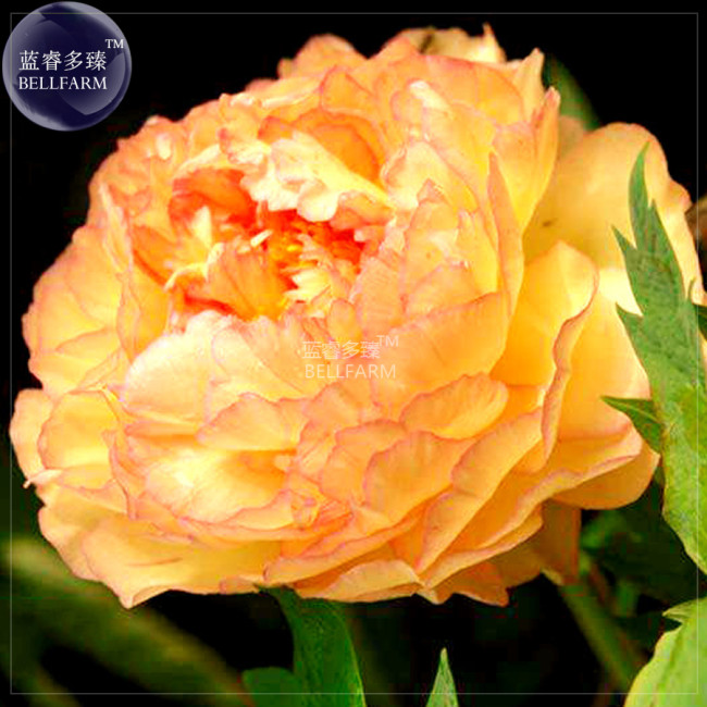 BELLFARM Golden Yellow Peony Tree Flower Seeds, Professional Pack, 5 Seeds / Pack, strong fragrant big blooms home garden flower