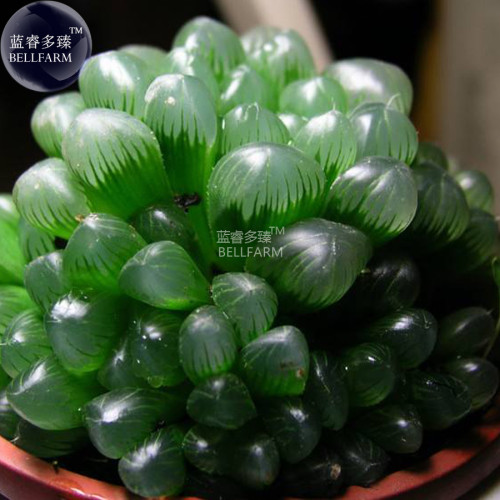 BELLFARM Haworthia var. pilifera Hybrid Seeds, 5 seeds, professional pack, 100% real heirloom succulent plants high germination