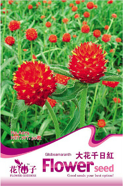 1 Original Pack, approx 30 Seeds / Pack, Gomphrena 'Strawberry Fields' Seeds GLOBE AMARANTH #A072