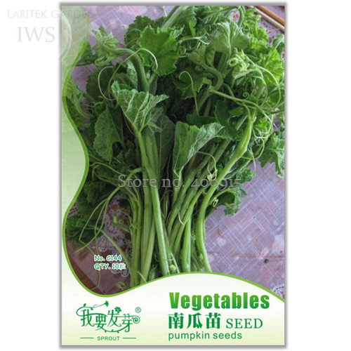 Rare Vegetables The Pumpkin Seedling Seeds, Original Pack, 10 seeds, easy grow courtyard seeds IWSC144SS