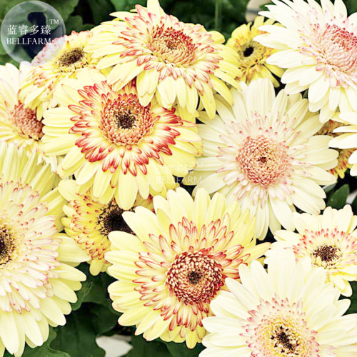 BELLFARM Daisy Light Yellow Perennial Flower Seeds, 200 Seeds, professional pack, 8-layer yellow red double petals big blooms