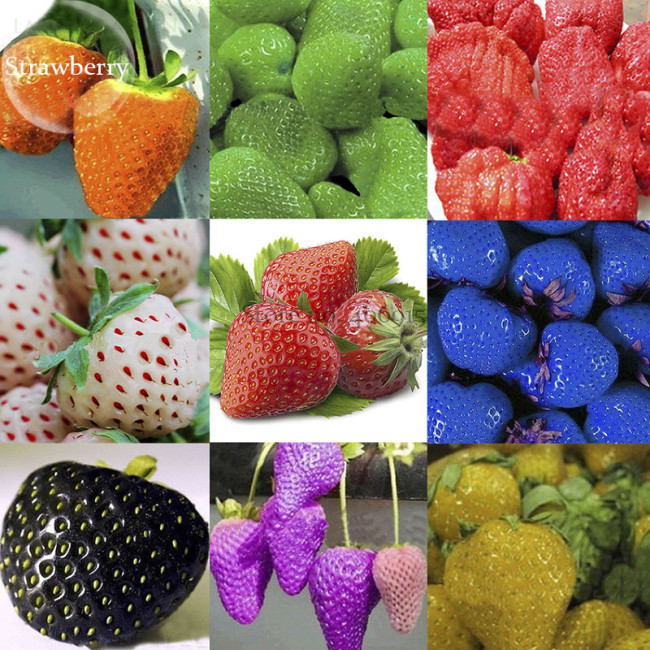Mixed 9 Types of Rare Delicious Strawberry Seeds, 100 seeds, Vegetables Fruit Plant Seed E3790