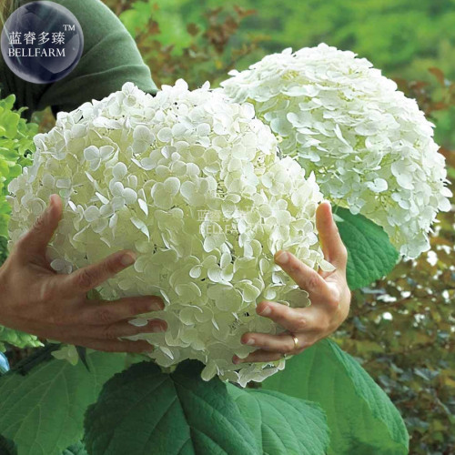 BELLFARM Hydrangea arborescens White Flower Seeds, 15 seeds, big blooming perennial shrub E4271