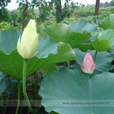 Rare Red White Long Small Nelumbo Nucifera Lotus Bonsai Seeds, Professional Pack, 1 Seed / Pack, Very Interesting E3132