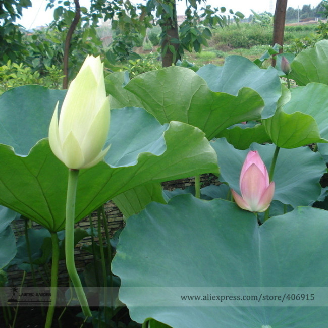 Rare Red White Long Small Nelumbo Nucifera Lotus Bonsai Seeds, Professional Pack, 1 Seed / Pack, Very Interesting E3132