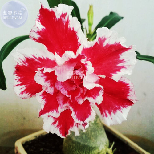 BELLFARM Adenium Red White Plicated Flower Seeds, 2 seeds, bonsai garden 3-layer big blooms desert rose plant E4287