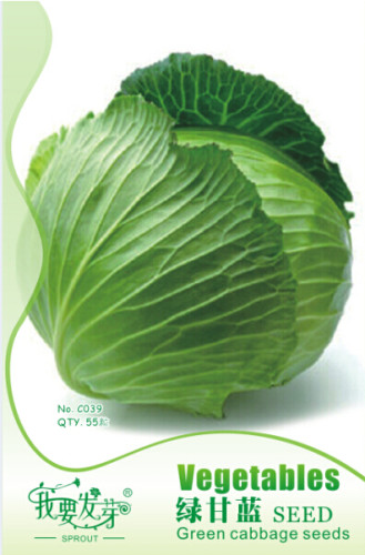 10 Original Packs, 55 seeds / pack, Green Cabbage Seeds #NF181