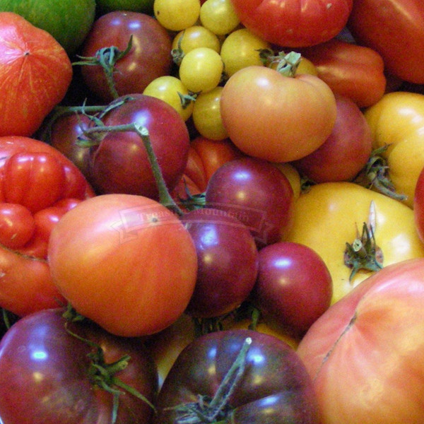 1 Professional Pack, 1000 seeds / pack, Mix Tomato Seeds, Non-GMO, Organic Vegetable Seeds