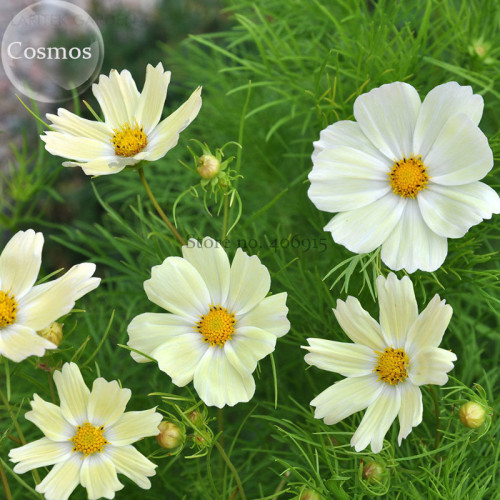 Sunset Yellow  Cosmos bipinnatus Annual Flowers, 50 seeds, bonsai ornamental flowers E3736