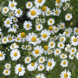 BELLFARM Chamomile German Herbals Flowers Chrysanthemum, 20PCS/pack,  E3916