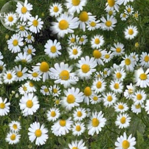 BELLFARM Chamomile German Herbals Flowers Chrysanthemum, 20PCS/pack,  E3916