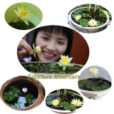 1 Professional Pack, 5 Seeds / Pack,  Mini Nymphaea Caerulea Asian Water Lily Lotus Pod Flower Seeds #NF161
