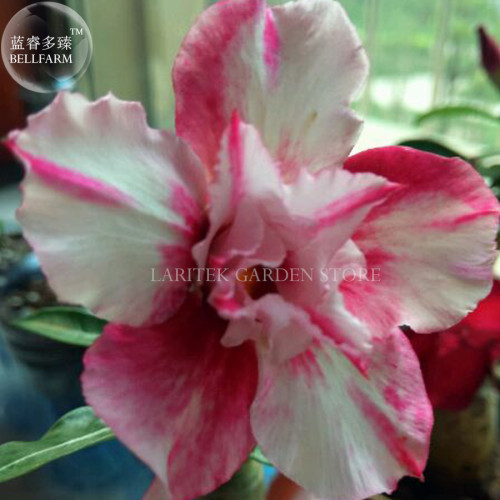Rare 'Blood White' Adenium Desert rose, Professional Pack, 2 Seeds, 2-layer white pink petals E4026