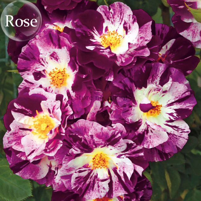Purple Splash Climbing Rose Shrub, 50 seeds, fragrant flowers E3948