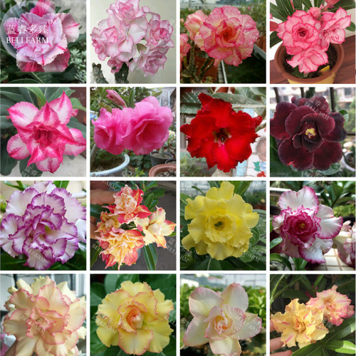 BELLFARM Adenium Mixed 16 Types of Flower Seeds, 30 seeds, all double petals big blooms desert rose QC024M
