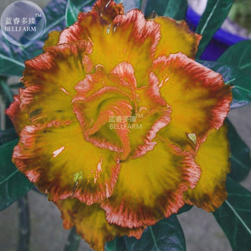 BELLFARM Adenium Golden Petals with Light Pink Edge Flower Seed, 2 seeds, professional pack, 4-layer desert rose for garden home