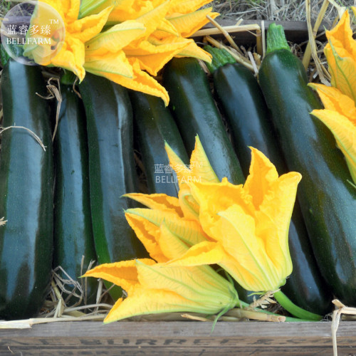 BELLFARM British Summer Courgette Hybrid F1 Seeds, 10 Seeds, professional pack, tasty green vegetables E4276