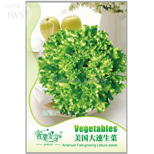 American Fast-growing Lettuce Seeds, Original Pack, 120 seeds, balcony potted natural healthy organic vegetable seeds IWSC113SS