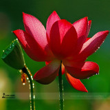 1 Professional Pack, 1 seed / pack, Super Red Bonsai Lotus Nelumbo Nucifera Flower Seed #A00215