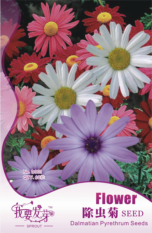 1 Original Packs, 60 seeds / pack, Fresh Mix Pyrethrum Robinsons Colorful Flowers Tanacetum Coccineum #NF134
